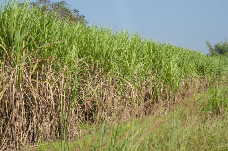 Sugarcane in the Field Growing Stock Photo Image of sugar, landscape