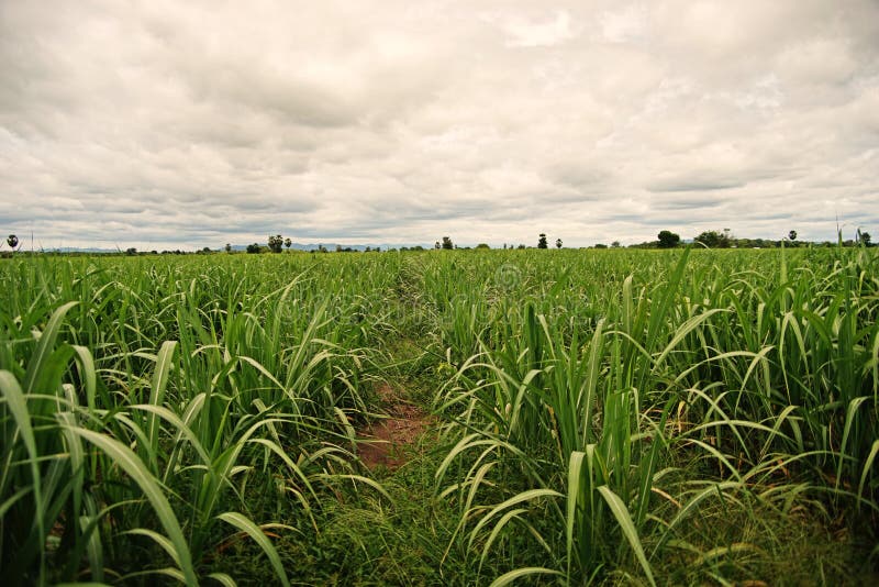 Sugarcane field stock image. Image of field, background 79285091