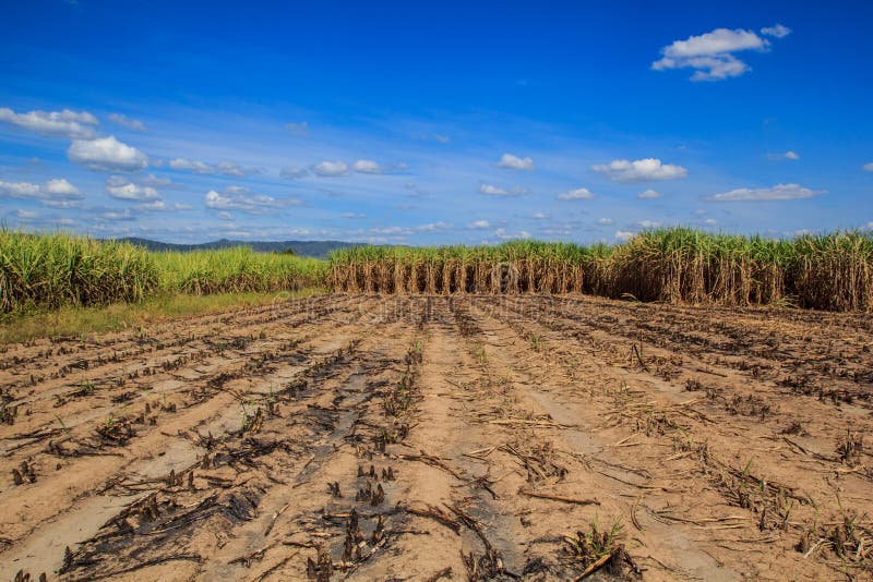 Sugarcane field stock image. Image of crop, colorful 148102839