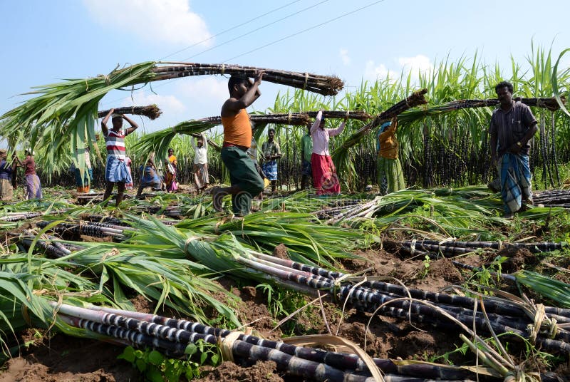 Sugar Cane India