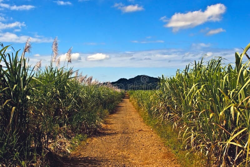 La canna da zucchero su entrambi i lati del terreno percorso.