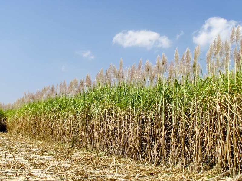 Sugarcane plantation stock photo. Image of fuel, fossil 25206544