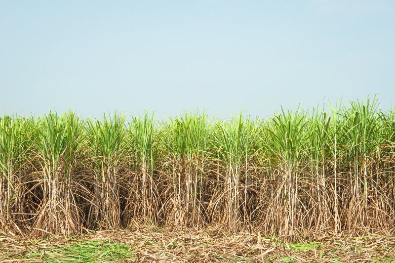 Sugarcane plantation stock image. Image of natural, agriculture 74998629