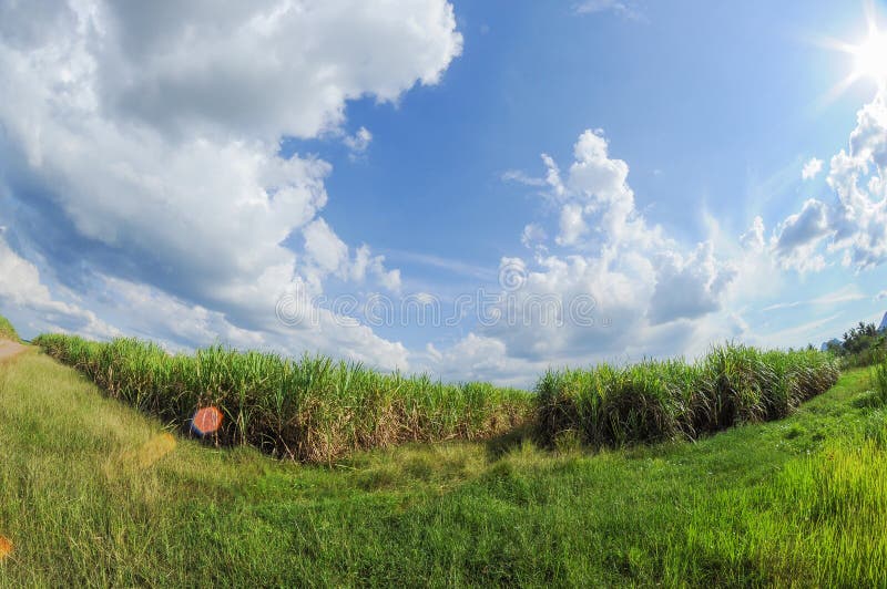 a sugarcane plantation located north of Malaysia. It grows well with beautiful weather. royalty free stock photography a sugarcane plantation located north of Malaysia. It grows well with beautiful weather. royalty free stock photography