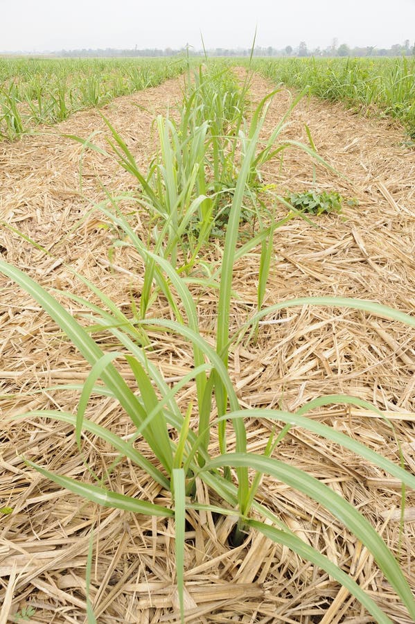 Sugarcane plantation stock photo. Image of crops, landscape 32852482