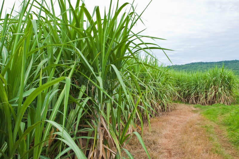 Sugarcane and road to the plant.