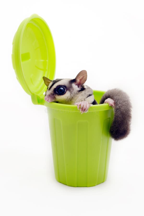 Sugarglider in green trash bin looking out. royalty free stock images