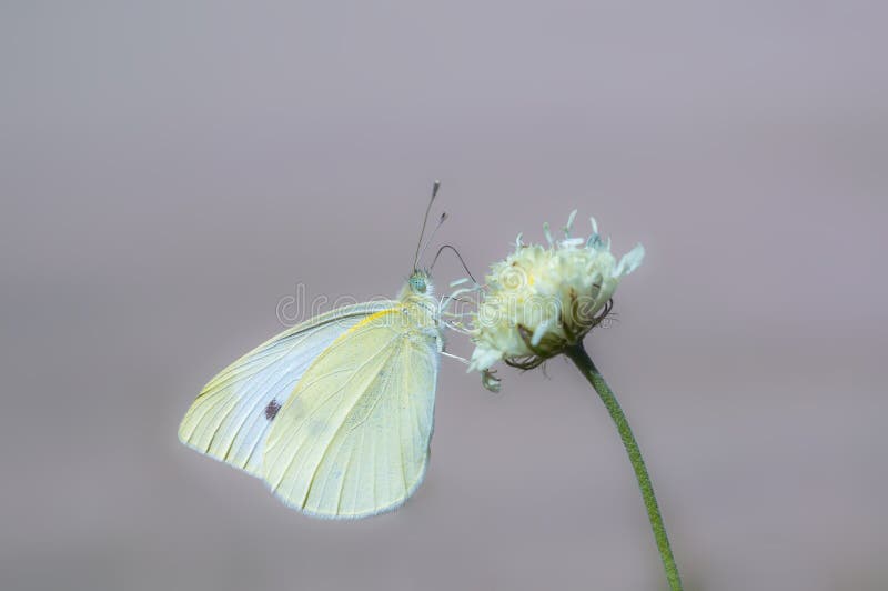 Sui prati primaverili fioriscono belle farfalle colorate su fiori colorati immagine stock libera da diritti