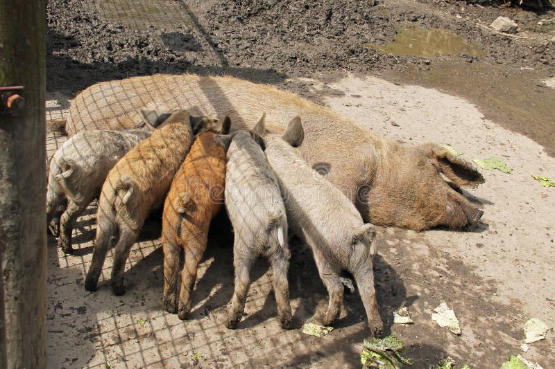 Suinetti di Mangalica che allattano dalla madre immagine stock libera da diritti Suinetti di Mangalica che allattano dalla madre immagine stock libera da diritti