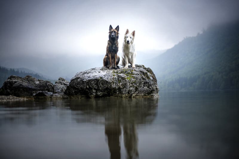 Suisse del blanc de Berger y pastor belga en una roca en un paisaje hermoso entre las montañas Dos perros en el lago fotografía de archivo Suisse del blanc de Berger y pastor belga en una roca en un paisaje hermoso entre las montañas Dos perros en el lago fotografía de archivo