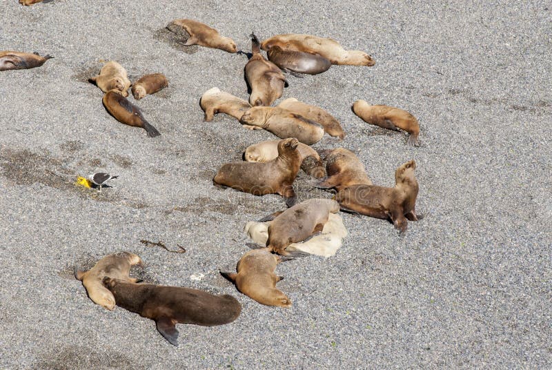 Sul - leões de mar americanos preguiçosos em The Sun imagens de stock Sul - leões de mar americanos preguiçosos em The Sun imagens de stock