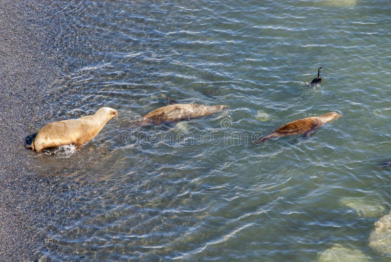 Sul - leões de mar americanos que vão nadar fotos de stock Sul - leões de mar americanos que vão nadar fotos de stock