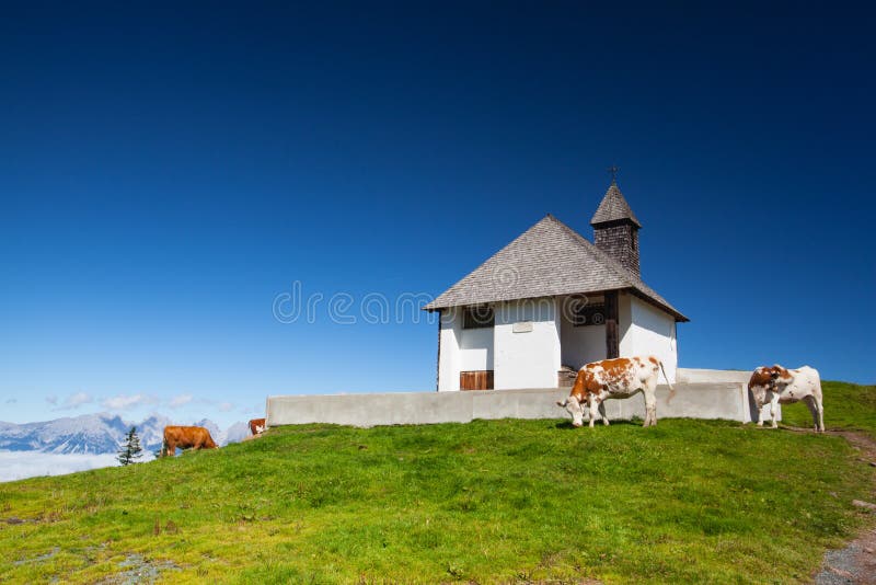 Sul pascolo nelle alpi di Tirolo, l'Austria fotografie stock libere da diritti Sul pascolo nelle alpi di Tirolo, l'Austria fotografie stock libere da diritti