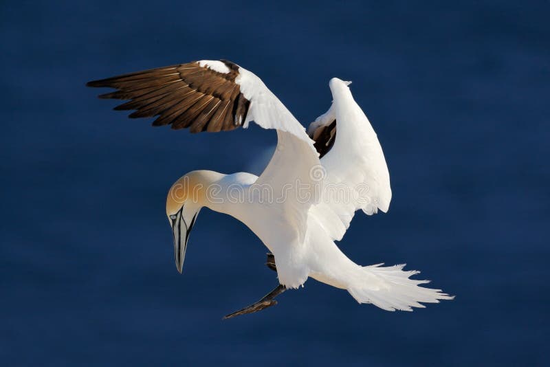 Sula nordica, uccello di mare in bianco e nero volante con l'acqua di mare blu scuro nei precedenti, isola di Helgoland, Germania fotografia stock Sula nordica, uccello di mare in bianco e nero volante con l'acqua di mare blu scuro nei precedenti, isola di Helgoland, Germania fotografia stock