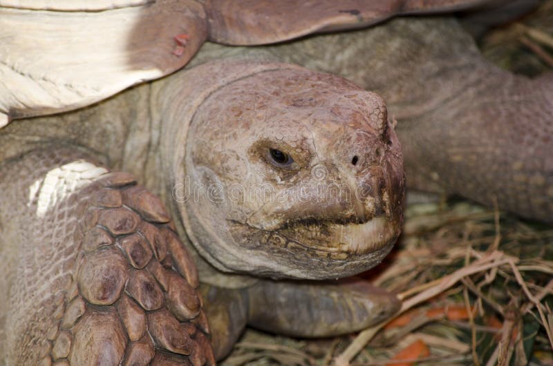 Sulcata sköldpadda i slut upp arkivfoton Sulcata sköldpadda i slut upp arkivfoton