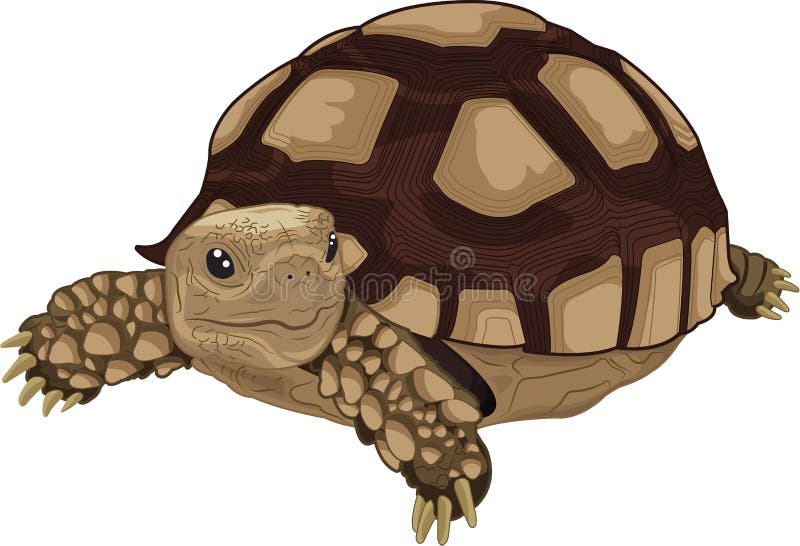 Sulcata tortoise royalty free illustration Sulcata tortoise royalty free illustration
