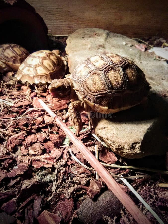 turtle stock images turtle stock images