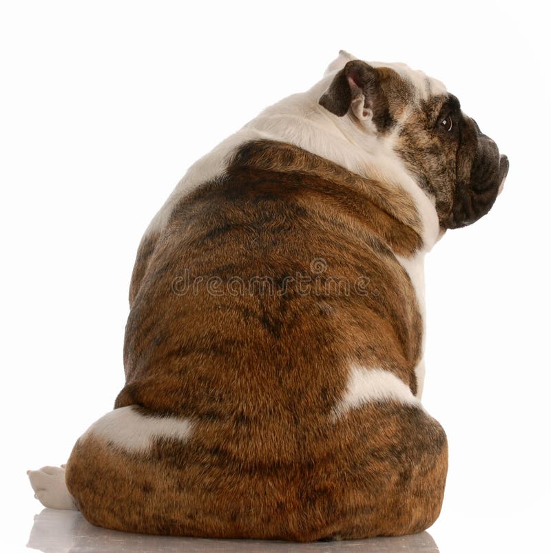 Bulldog Big Cook Xxx Video - 186 Sulking Dog Stock Photos - Free & Royalty-Free Stock Photos from  Dreamstime