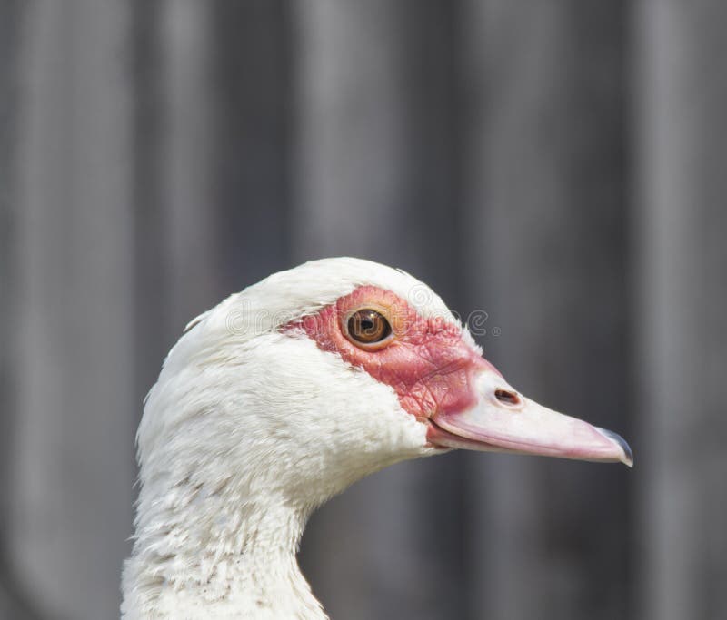Sull'anatra nera grigio scuro del fondo un'oca nel marrone dei denti del becco della museruola di profilo osserva lo spazio della fotografia stock libera da diritti Sull'anatra nera grigio scuro del fondo un'oca nel marrone dei denti del becco della museruola di profilo osserva lo spazio della fotografia stock libera da diritti