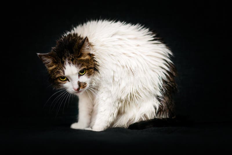 Sullen look of pathetic wet cat with bright yellow eyes