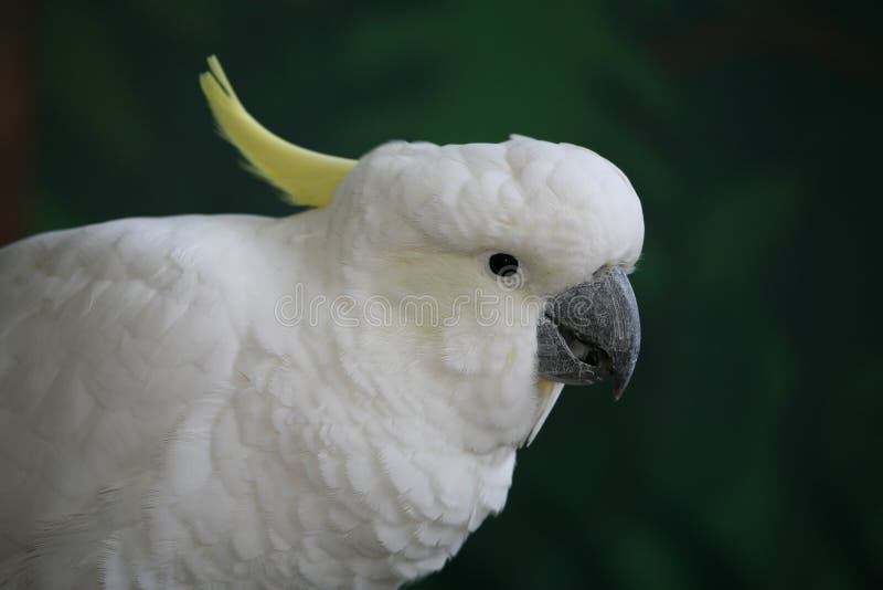 Sulphur Crested Cockatoo royalty free stock photography Sulphur Crested Cockatoo royalty free stock photography