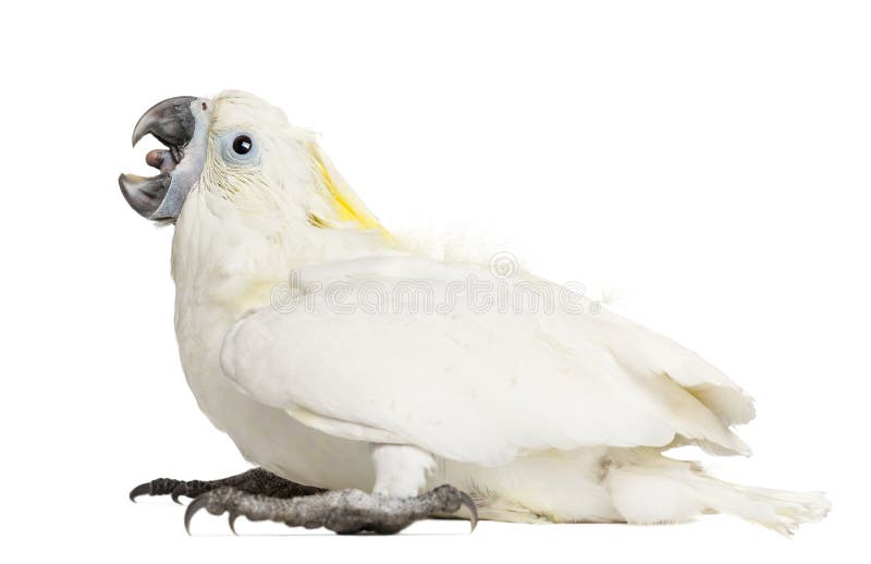 Sulphur-crested Cockatoo, Cacatua galerita stock photos Sulphur-crested Cockatoo, Cacatua galerita stock photos