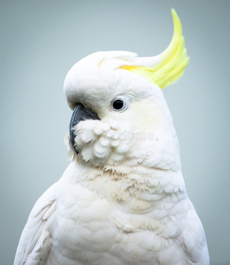 Sulphur-Crested Cockatoo Head and Shoulders