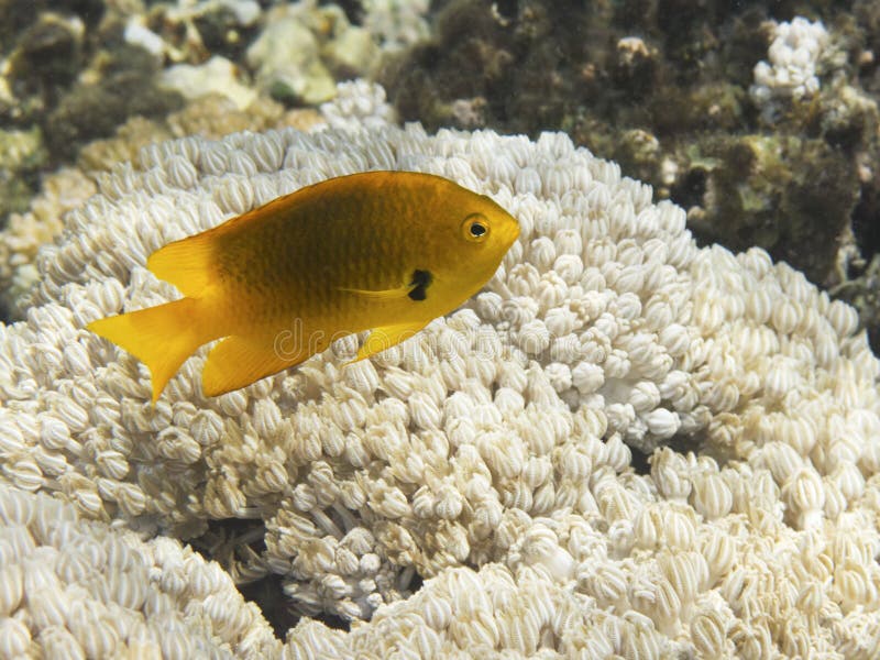 Sulphur Damsel above corals