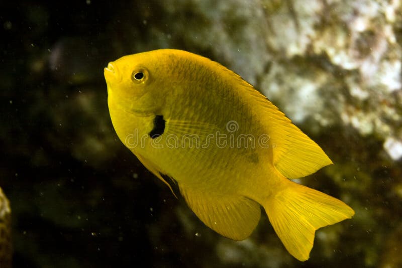 Sulphur damsel (pomacentrus sulfureus)