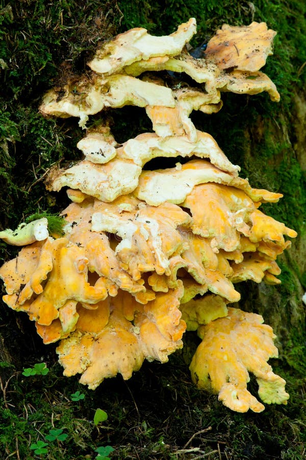 Sulphur Shelf fungi