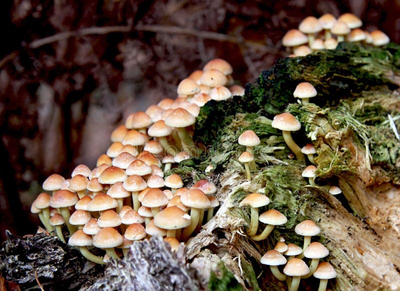 Sulphur tuft stock photo