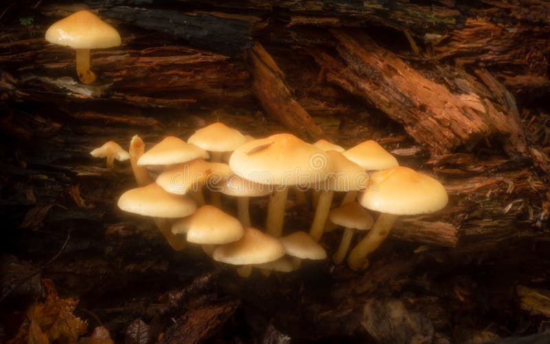 Sulphur Tuft toadstools sprouting in a cluster from a rotting log in woodland. A tiny slug crawls across the cap of one mushroom. Autumn in an English woodland