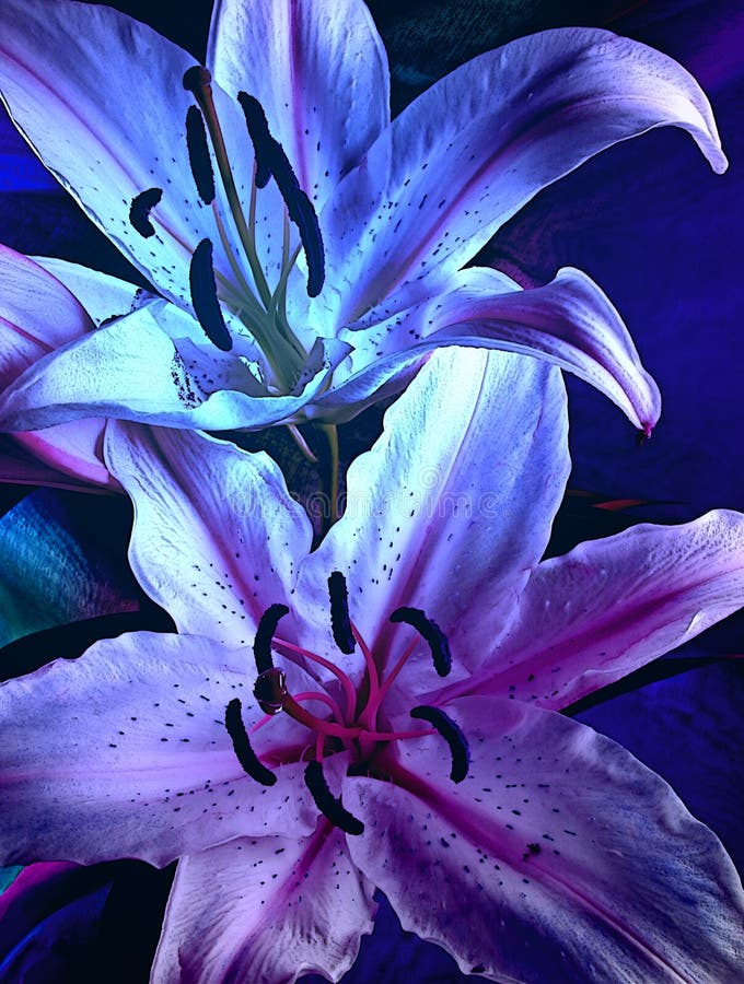 Sultry Moody Blue Lilies Background Stock Image - Image of bride ...