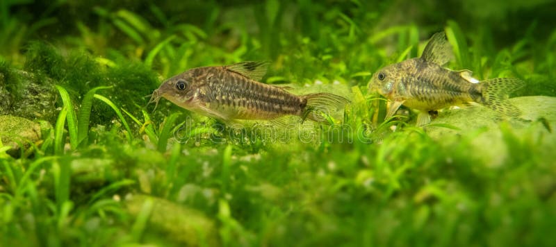 Sum Corydoras w akwarium obrazy stock Sum Corydoras w akwarium obrazy stock