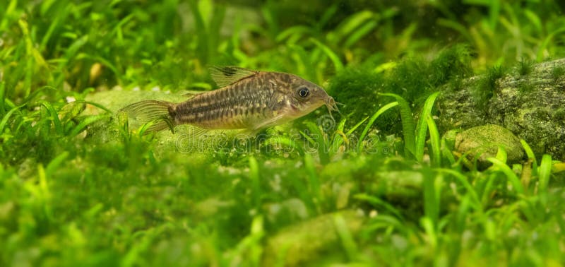 Sum Corydoras w akwarium obrazy stock Sum Corydoras w akwarium obrazy stock