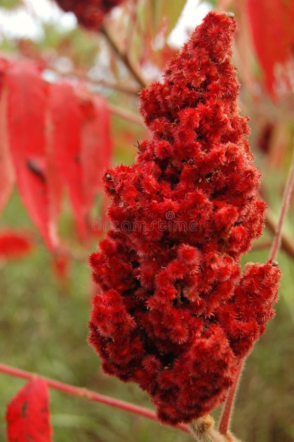 Sumac con un rossastra sfondo.