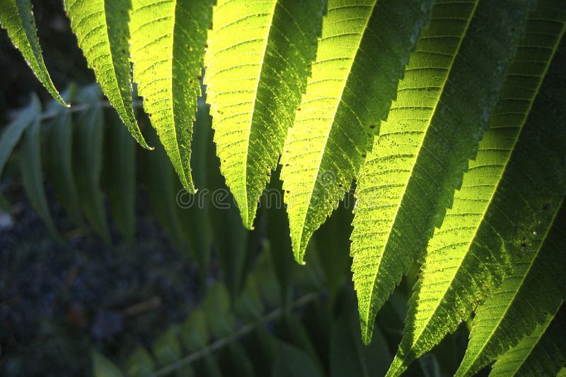 Sumac stock photo. Image of shrub, drupes, rhus, nature 3288954