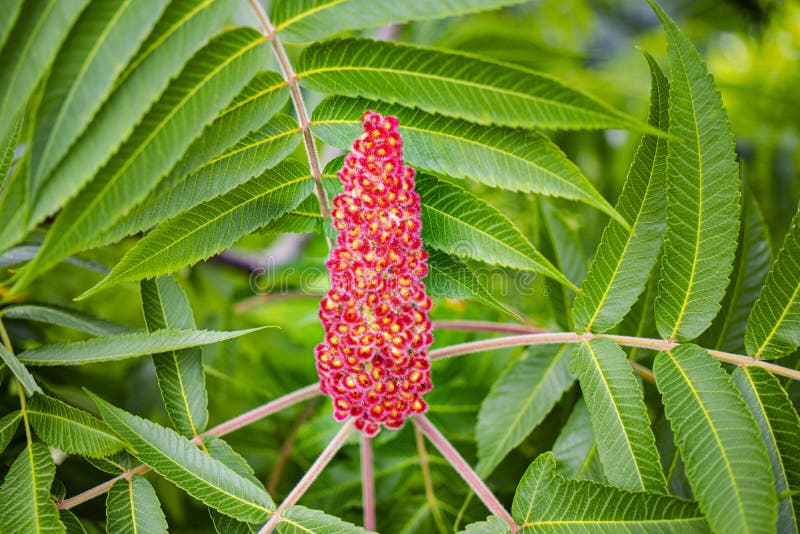 Sumac Fluffy or Vinegar Tree. Bright Green Leaves. Closeup. Stock