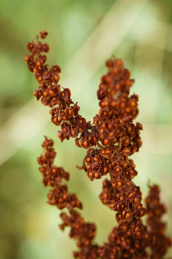 Hojas lisas del sumac imagen de archivo. Imagen de vibrante 103329395