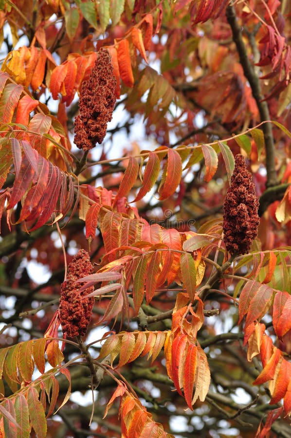 Sumac tree stock photo. Image of lemony, sumac, plant 48421924