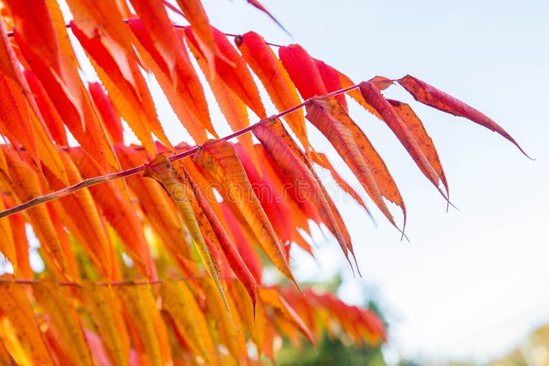 Sumac tree leaves stock photo. Image of light, daytime 164745848
