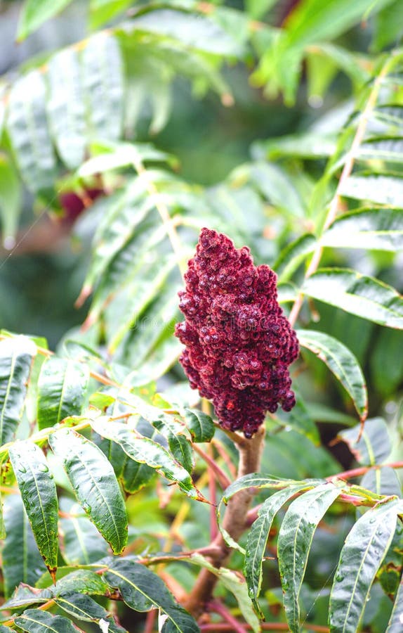 Sumac Vinegar Tree Closeup Stock Photo Image of nature, autumn