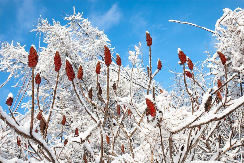 Sumac winter celebration stock photo. Image of branches 37727098