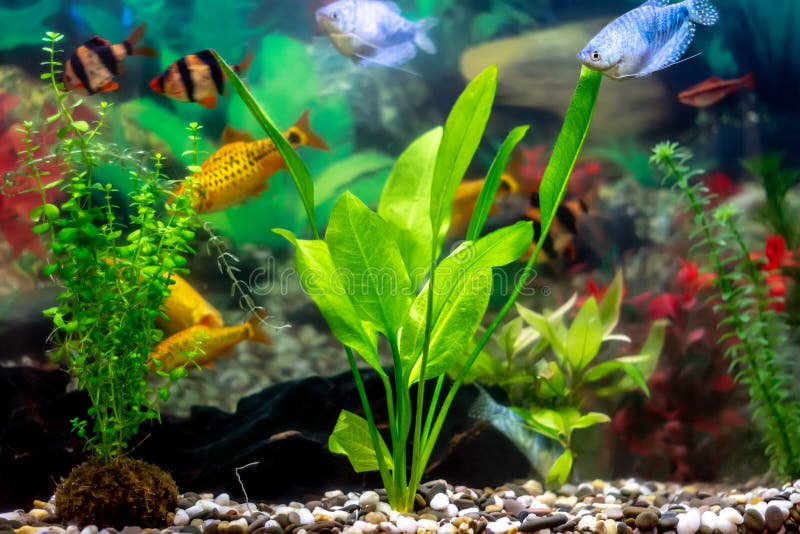 Goldene Fische Einem Aquarium Fotos Kostenlose Und Royalty Free Stock Fotos Von Dreamstime