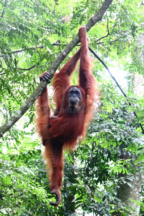 Sumatra Orangutan Hangout
