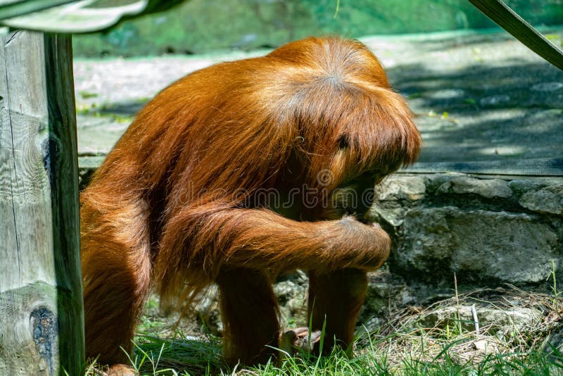 Primate in a zoo stock image. Image of nature, natural 161219137