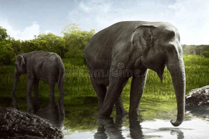 Sumatran elephant drinking water