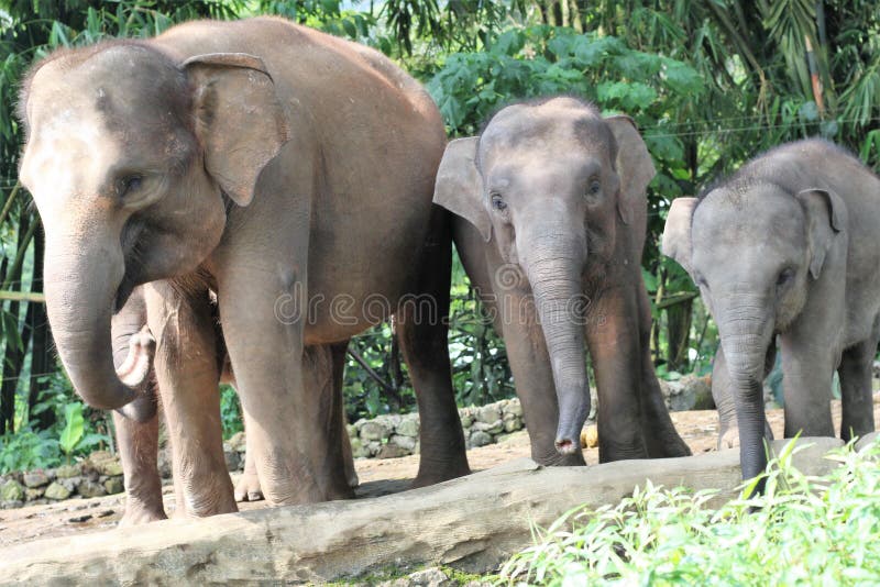 Sumatran elephant royalty free stock photography Sumatran elephant royalty free stock photography