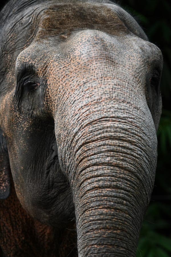 Sumatran Elephant Trunk
