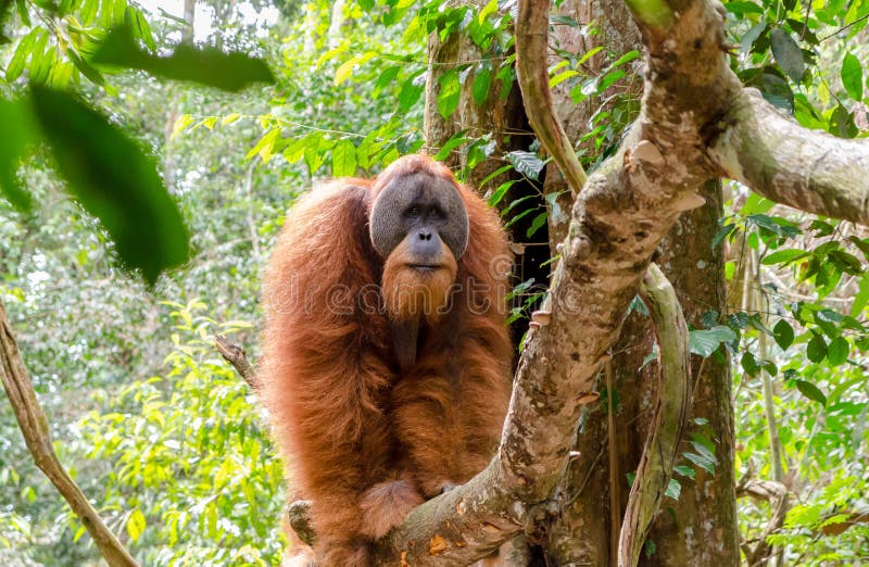 Sumatran lös orangutang i nordliga Sumatra, Indonesien